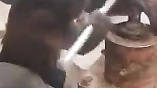 intelligent monkey