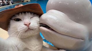 Funny Cat Moments | The Funniest Cat Vlog Ever!