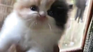 kucing 38
