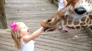 Funny Giraffe Moments  | The Funniest Giraffe Ever!