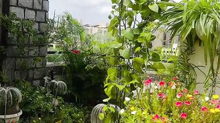 Magic_of_green