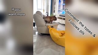 💕 Meet My Lovely Puppy! Trying to Be an Athlete… But TV Wins 📺