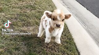 So Cute Cow  Baby
