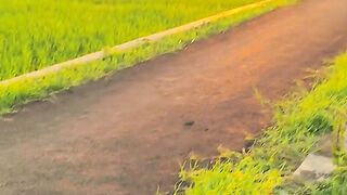 🌅 A Golden Sunset in the Countryside