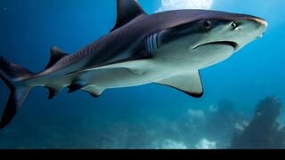 Top 5 sea predators you can't tangle with