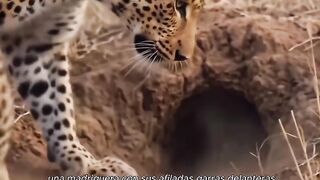 El.verdadero rey de la selva.