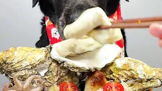 dogs mukbang