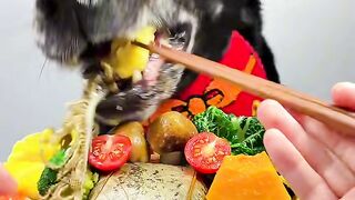mukbang dogs 2