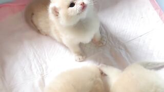Cat lovers 12