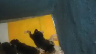 anak kucing 3 warna