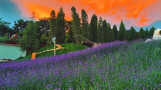 🌸 A Field of Purple Flowers