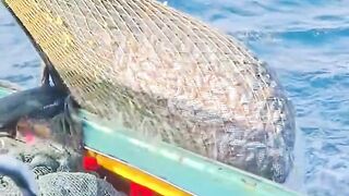 The process of bringing fish aboard the ship