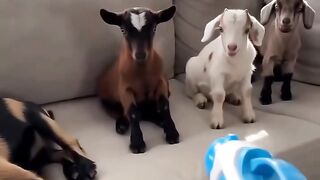 Cute Funny Baby Goat