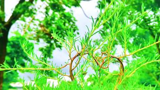 Green nature you can find many more