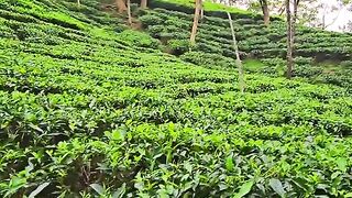 Winter season  view srimongol tea state