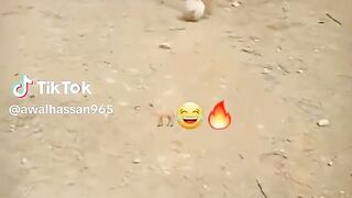 ভিডিও 122