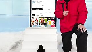 Can a paguin subscribe to Mr beast