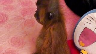 Cute Baby Orange Utan