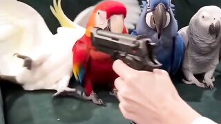 Funny Parrot 2