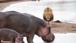 justice for the lion🦁😂