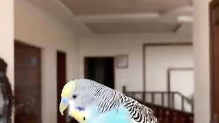 Parrots hobby