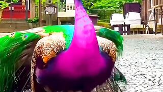 Amezing 12