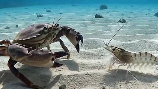 This Underwater Battle Took a Strange Turn… 🦀🦐
