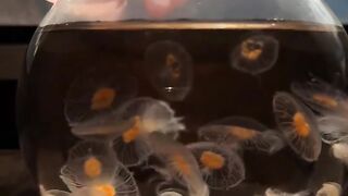 Transparent Baby Jellyfish with Orange Centers Inside Glass Jar Aquarium 4K Vertical
