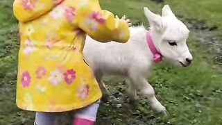 Rain or shine, nothing beats splashing in puddles with your tiny fluffy best friend!