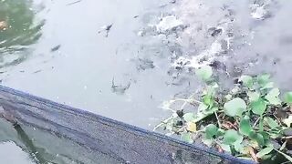 Catfish Feed Test Consumption Size