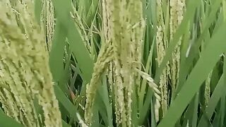 The Charm of Golden Rice Variety