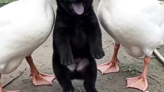 two geese and a dog