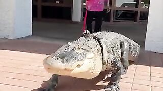 Alligator
