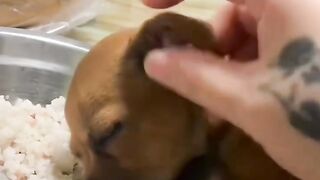 dog fell asleep