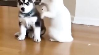 * 🐶 Funny Dog’s Unexpected Moment 😂