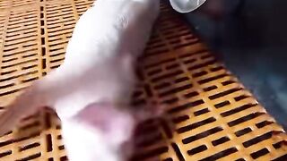 pig fell asleep