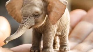 Tiny baby elephant