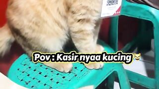 Kucing Oyen 2