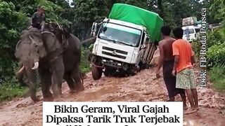 Menuai Kecaman Netizen, Aksi Eksploitasi Gajah Diikat Tali Demi Tarik Truk Bermuatan Bikin Geram Publik!