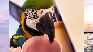 Keajaiban Burung Endemik versi PLUSTOTO4D