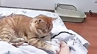 funny cats videos #cat #trending #shorts.mp4