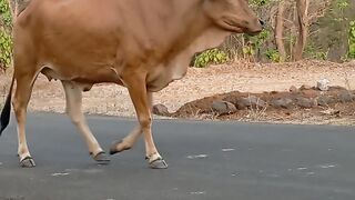 Cow#Challenger