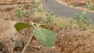 Mera kokan