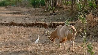 Brown colour colour cow
