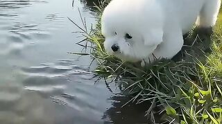 Bichon going into the river to catch fish—
