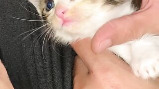 kitten#kucinglucu #kucing #kitten #kucingimut #catlover #cat