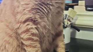 kucing core 2