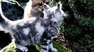 POV: Just a Tiny Kitten Having the Best Day Ever 🥹🐱🌸 7