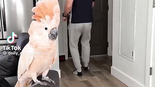 Cute Parrot 5