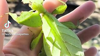 Femele Crotophylium oyae